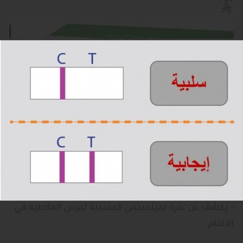 تحليل مالطية سريع للأغنام