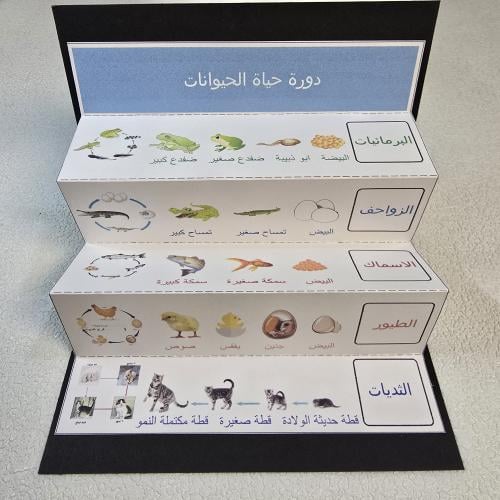 مطويه دورة حياه الحيوانات