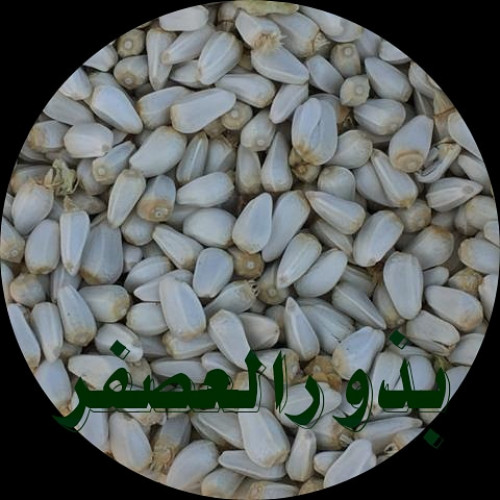 بذور العصفر او القرطم حسب الوزن
