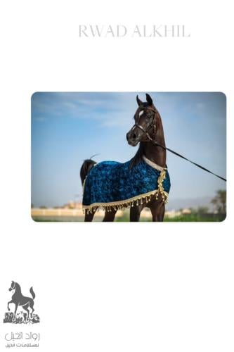 جلال زينة VIP