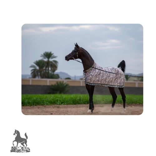 جلال زينة VIP