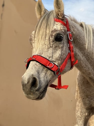 رشمة حلقات للعسف