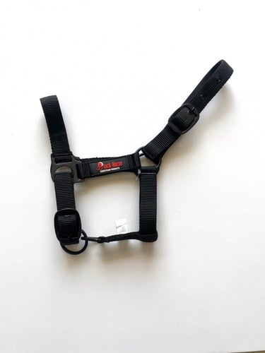 رشمة امهار مواليد