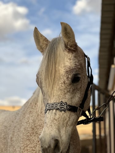 رشمة قماش مطرزة