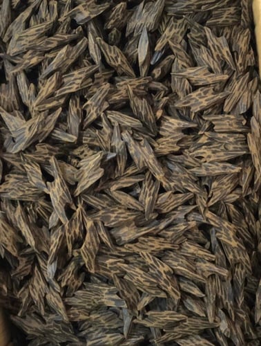 كمبودي تايقر