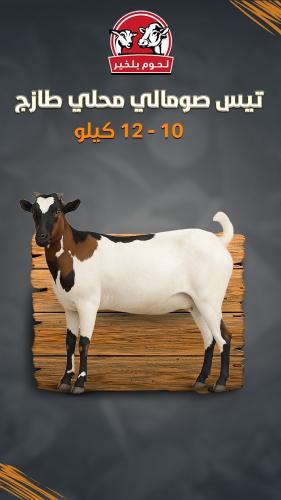 تيس صومالي محلي طازج 10-12 كيلو