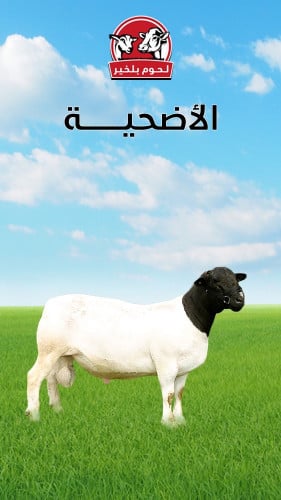 أضحية 1447هـ