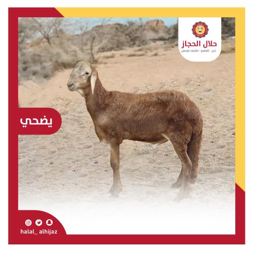 سواكني صغير