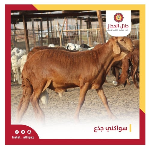 سواكني صغير لباني