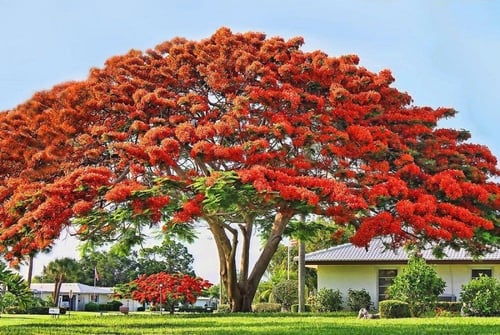 بذور البونسيانا الحمراء ( Delonix regia )