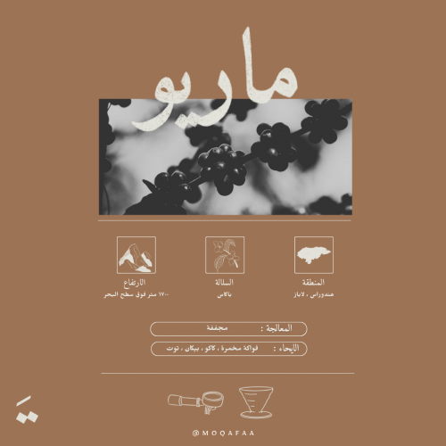 قهوة الهندوراس - ماريو