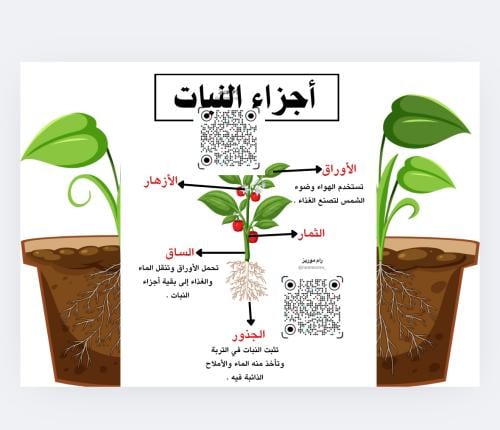 أجزاء النبات