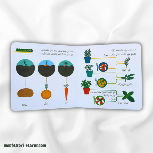كتابي الأول حديقة الخضروات