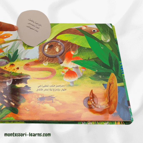 مملكة الحيوان ( الحشرات)