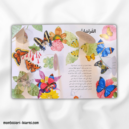 اكتشف عالم الحشرات