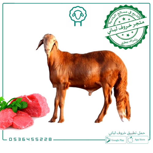 سواكني تربية - جذع