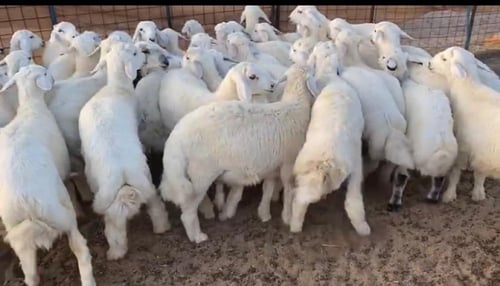 نصف حري لباني