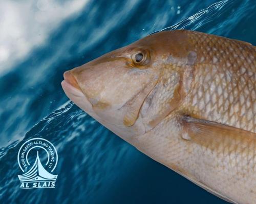 شعري كبير ( بلدي )