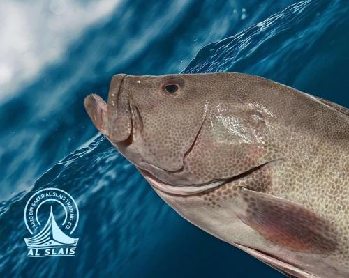 سمّان أسود ( بلدي )