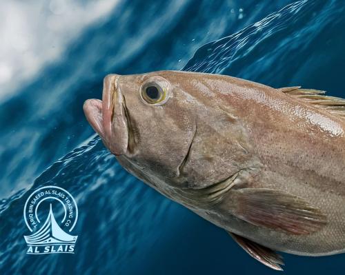 بغل هامور أحمر ( بلدي )