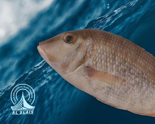 شعري صغير - شحدود ( بلدي)