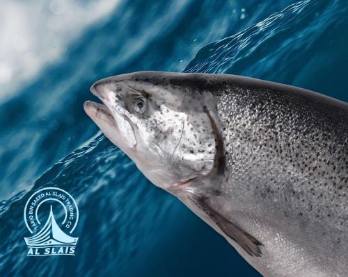 سالمون نرويجي كبير