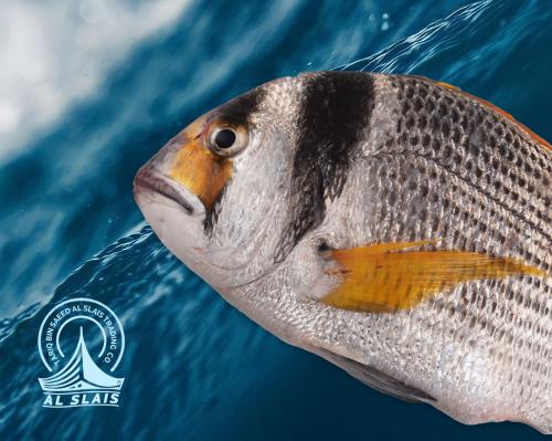 فسكر صغير ( بلدي )