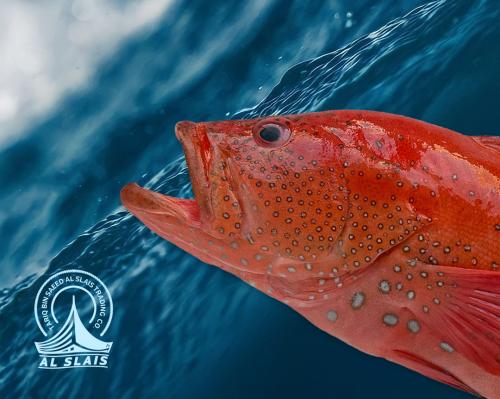 ناجل كبير ( عماني )