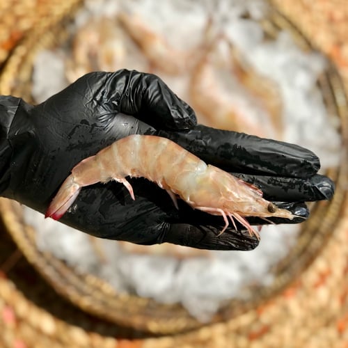 مَن روبيان ( كبير )