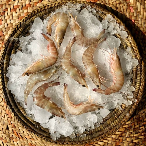 مَن روبيان ( كبير )