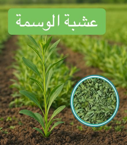 عشبة الوسمة