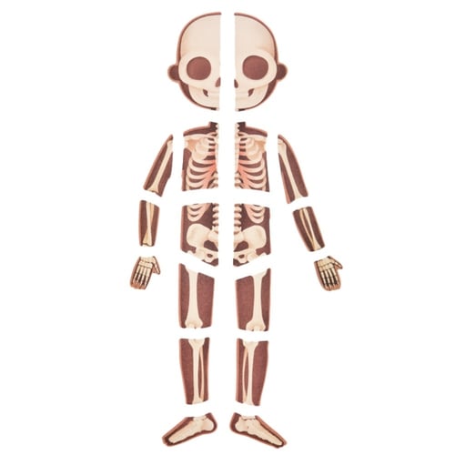 تركيب اجزاء الجسم للاطفال