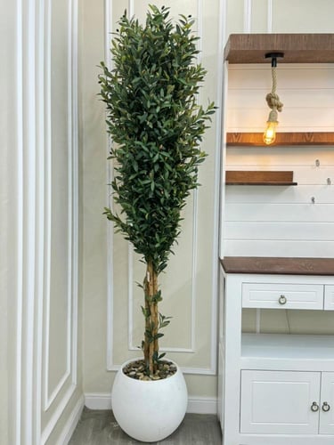 شجرة حوض سراميك