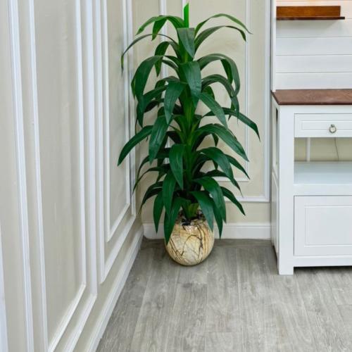 شجرة حوض سراميك