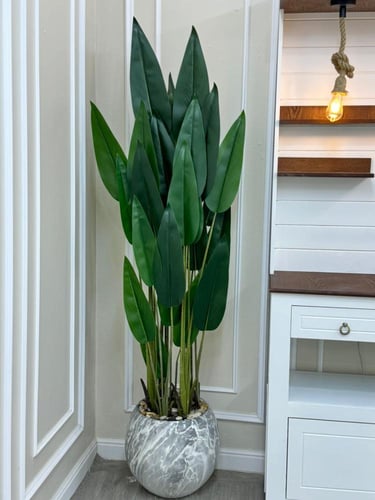 شجرة حوض سراميك