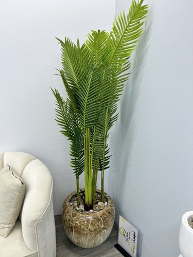 شجرة مركن سراميك