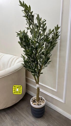 شجرة الزيتون