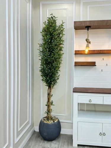 شجرة حوض سراميك