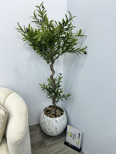 شجرة مركن سراميك زيتونه