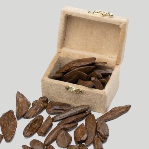 عود مروكي سوبر 2