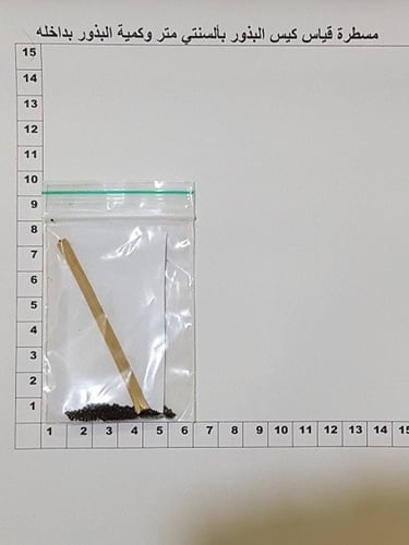 شقر 200 بذرة Glaucium arabicum Fresen