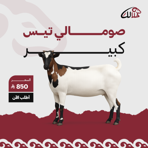 تيس ذكر صومالي كبير