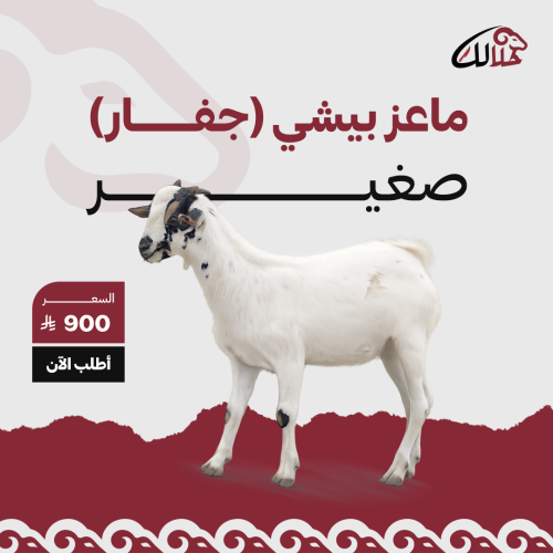ماعز بيشيه جفره انثي صغيره