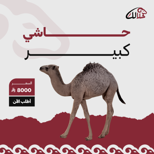 حاشي كبير