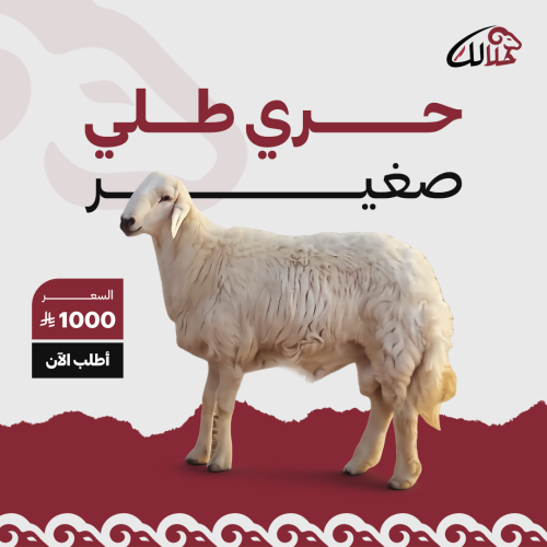 حري طلي ذكر صغير