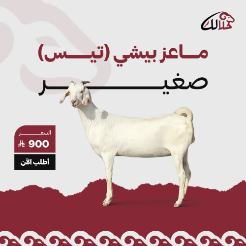 تيس ذكر بيشي صغير