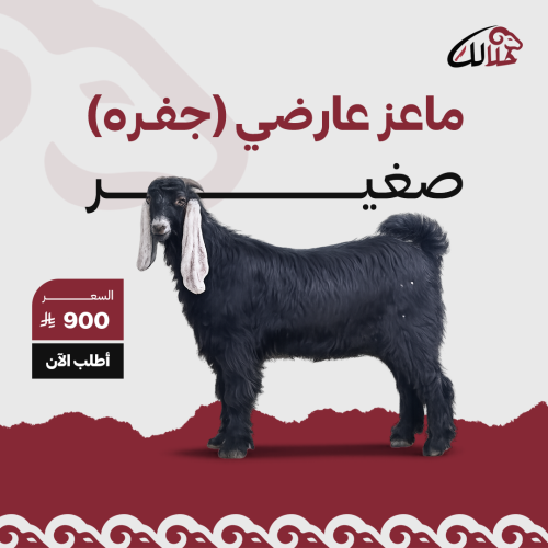 ماعز عارضيه جفره انثي صغيره