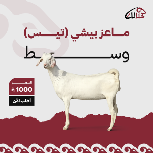 تيس ذكر بيشي وسط