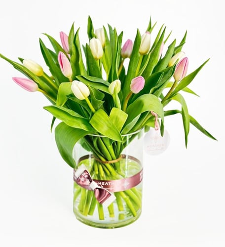 فازة التوليب