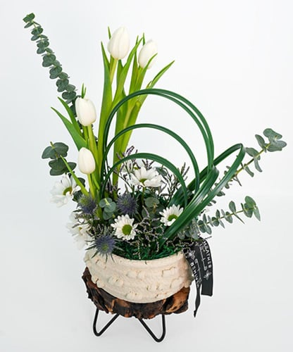 فازة التوليب التريجر